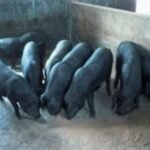 Beijing Black Swine