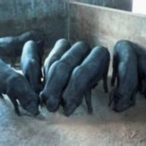 Beijing Black Swine