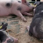 Belarus Black Pied Swine