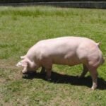 Belgian Landrace Swine