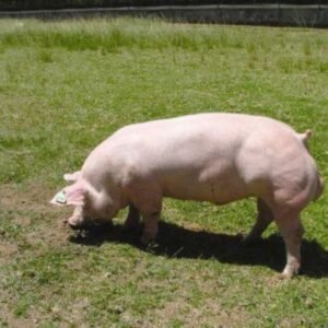 Belgian Landrace Swine