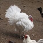 Beltsville Small White Turkeys