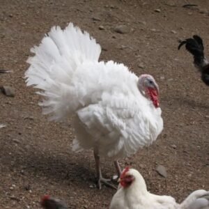 Beltsville Small White Turkeys
