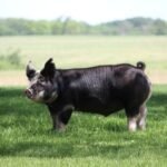 Berkshire Swine