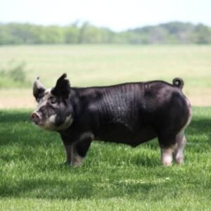 Berkshire Swine
