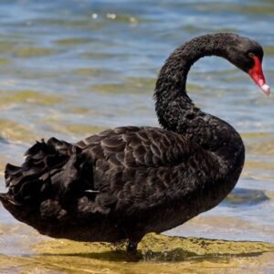 Black Swan