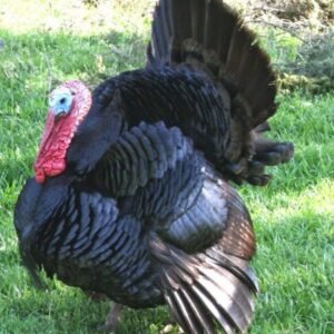 Black Turkeys