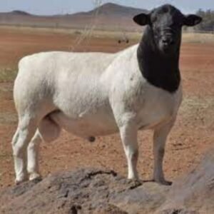 Black-headed Persian Sheep For Sale