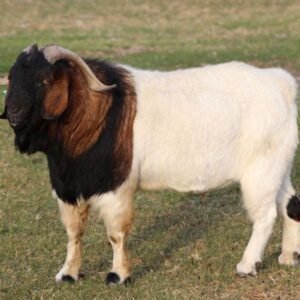 Boer Goat