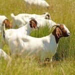 Boer Goats