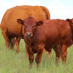 Bonsmara Cattle