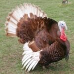 Bourbon Turkeys