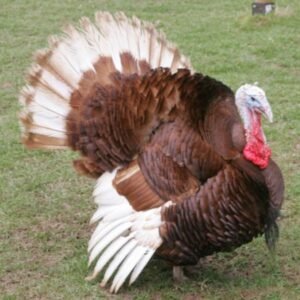 Bourbon Turkeys