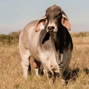 Brahman Cattle