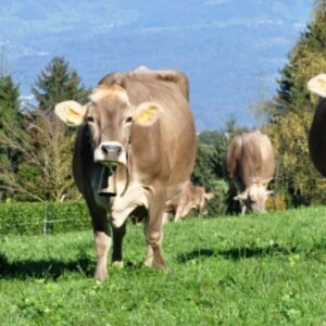 Braunvieh Cattle
