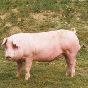 British Landrace Swine