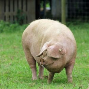 British Lop Swine
