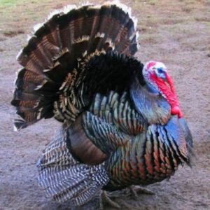 Bronze Turkeys