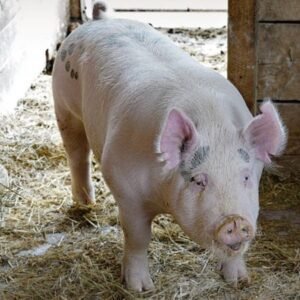 Bulgarian White Swine