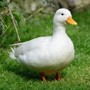 Call Ducks