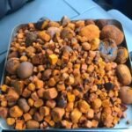 Cattle Gallstones