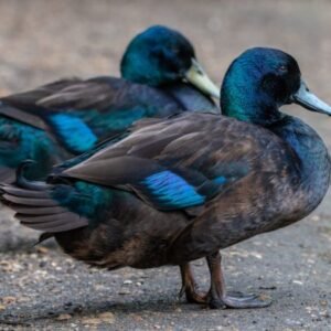 Cayuga Ducks