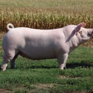 Chester White Swine