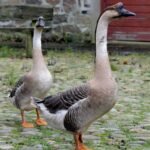 Chinese Geese