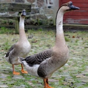 Chinese Geese