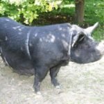 Choctaw Hog Swine