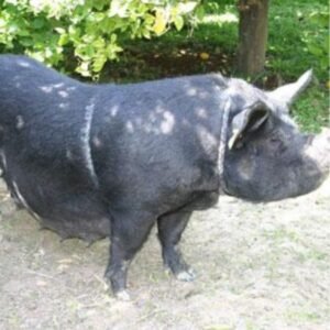 Choctaw Hog Swine