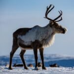Chukotka Reindeer