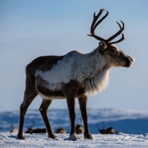 Chukotka Reindeer