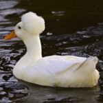 Crested Ducks