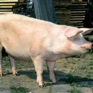 Czech Improved White Swine
