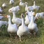 Diepholz Geese