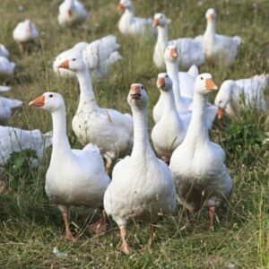 Diepholz Geese