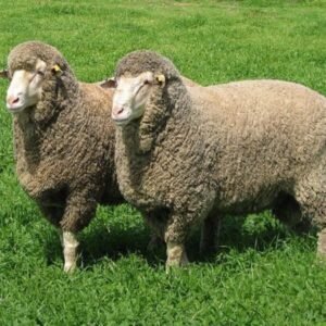 Dohne Merino Sheep For Sale