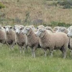 Dormer Sheep For Sale