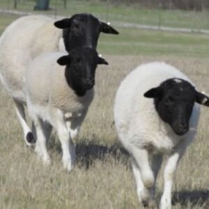 Dorper Sheep For Sale