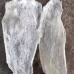 Dried Fish Maw