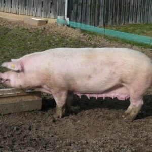 Dutch Landrace Swine
