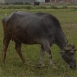 Egyptian Buffalo