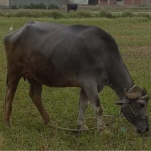 Egyptian Buffalo