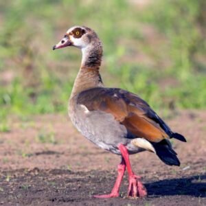 Egyptian Geese