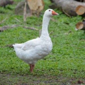 Emden Geese