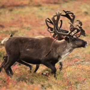 Even Reindeer