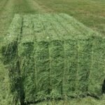 Premium Organic Alfalfa Pellets Excellent Organic Alfalfa HayAlfalfa Grass HayAlfalfa Hay Pellets For Animal Feed For Sale