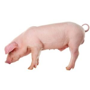 Finnish Landrace Swine