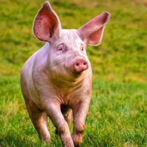 French Landrace Swine